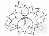 Poinsettia Christmas Flower Symbol Coloring Flowers sketch template