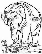 Coloring Dumbo Pages Popular Elephant sketch template