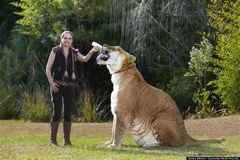 hercules  pound liger   worlds largest living cat