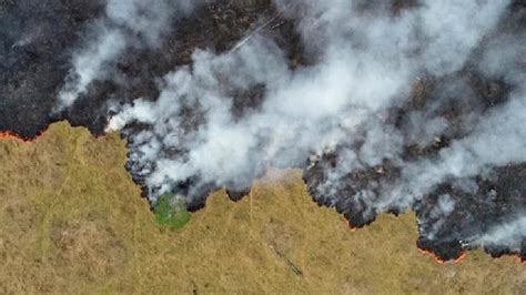 starnieuws brazilie buigt voor druk verbiedt branden  amazone
