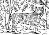Coloring Pages Tiger Forest Asian Rainforest Animals Bamboo Color Outline Tropical Drawing Print Deciduous Printable Tigers Animal Fire Getcolorings Getdrawings sketch template