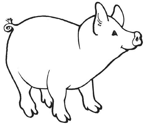 pig   standing      side   head turned