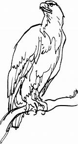 Eagle Coloring Pages Perch sketch template