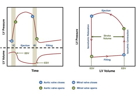 pressure volume loop  scientific diagram