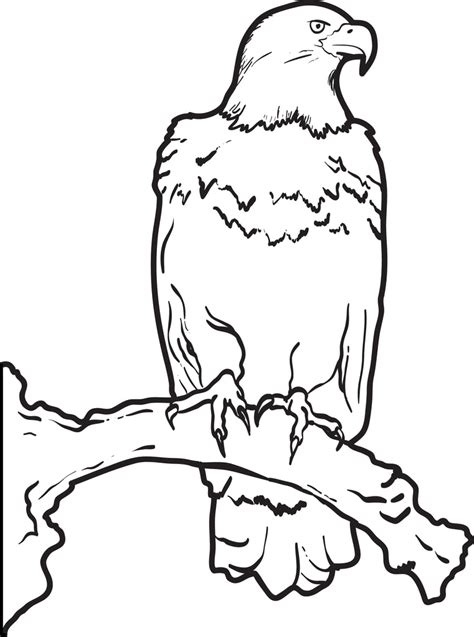 printable bald eagle coloring page  kids supplyme