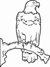 Eagle Coloring Bald Kids Printable sketch template