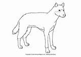 Dingo Dingoes Aboriginal Activityvillage sketch template
