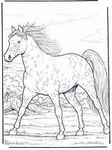 Horse Appaloosa Coloring Pages Horses Gallop Camp Caballos Dibujos Color Galloping Animals Printable Choose Board Books Painting Pretty Adult Book sketch template