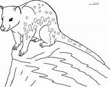Quoll Coloring Pages Animal Color Printable Choose Board sketch template