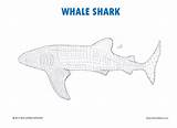 Shark Whale Coloring sketch template