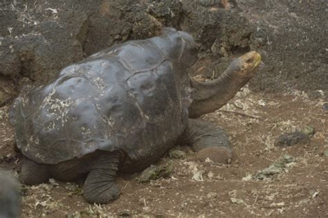 Diego The Giant Tortoise Had So Much Sex He Saved His Entire Species