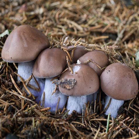 bleu foot mushroom clitocybe sordida ogbfm   grow
