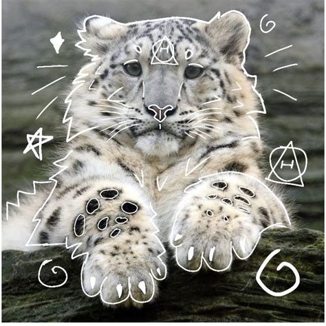 snow leopard therian pfp calcio