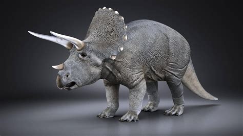 triceratops dinosaur  model  squir