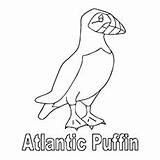 Puffin Coloring Pages Atlantic Toddlers 43kb 230px sketch template