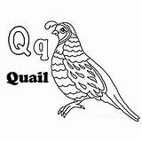 Quail Coloring 29kb 230px sketch template