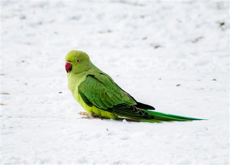 parrot   snow flickr photo sharing