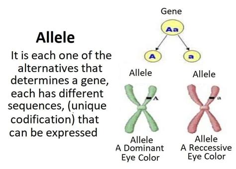 difference  gene  allele  comperison table  detail