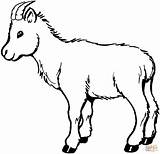 Coloring Goat Baby Printable Drawing sketch template