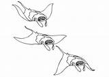 Manta Ray Coloring Pages Swimmer Great School sketch template