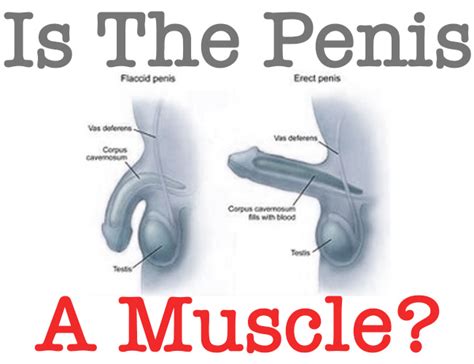 Is The Penis A Muscle