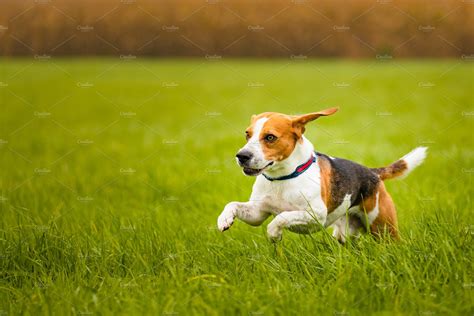 happy beagle dog running  autumn high quality animal stock