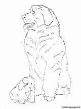 Coloring Pages Newfoundland Dog Labradoodle Getcolorings Getdrawings Colorings sketch template