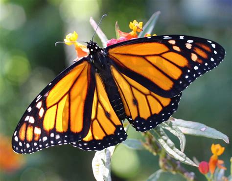 monarch butterfly milkweed mania   monarch  boy   girl