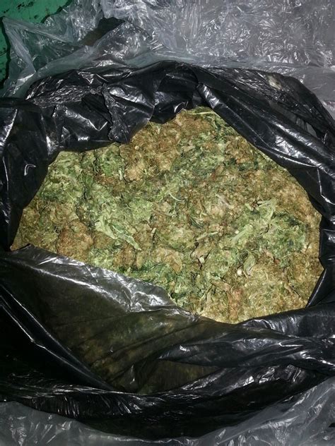 san ignacio police find  grams  marijuana