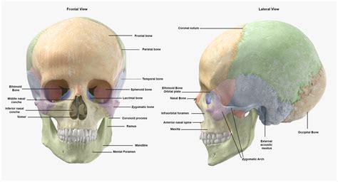 model real human female skeleton turbosquid