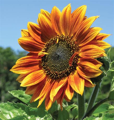 autumn beauty sunflower seeds west coast seeds