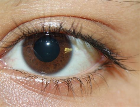 file picture of brown eyes wikimedia commons
