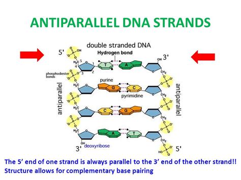 antiparallel strand  dna  due  topprcom