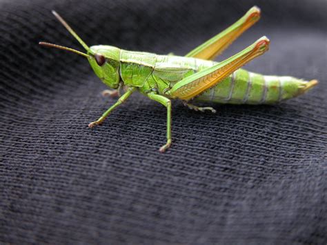 grasshopper stock photo freeimagescom