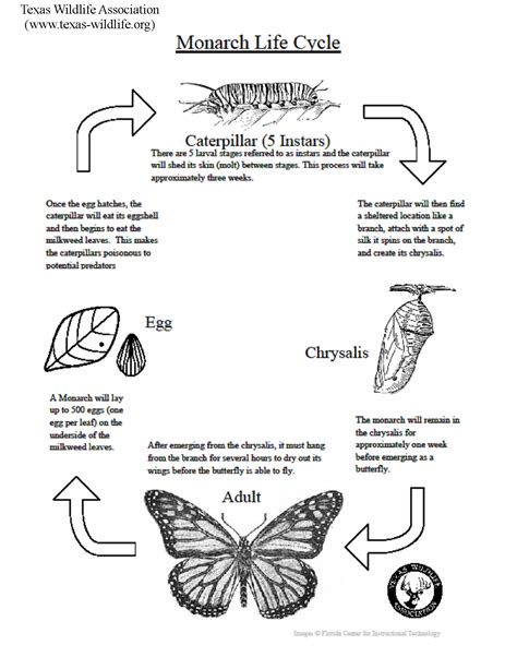 monarch butterfly life cycle lesson texas wildlife association