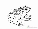 Toad Ropucha Kolorowanki Poison Dart Toads Bestcoloringpagesforkids Dzieci Wydruku Frosch sketch template