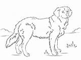 Retriever Puppy Educativeprintable Bestcoloringpagesforkids Educative Erwachsene sketch template