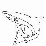 Shark Coloring Pages Fin Drawing Hammerhead Great Color Tiger Sharks Hellokids Getdrawings Drawings Funny Colouring Choose Board sketch template