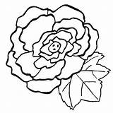 Begonia Coloring Designlooter sketch template