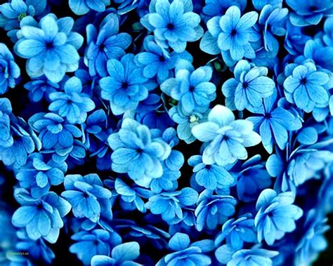 flower wallpaper royal blue