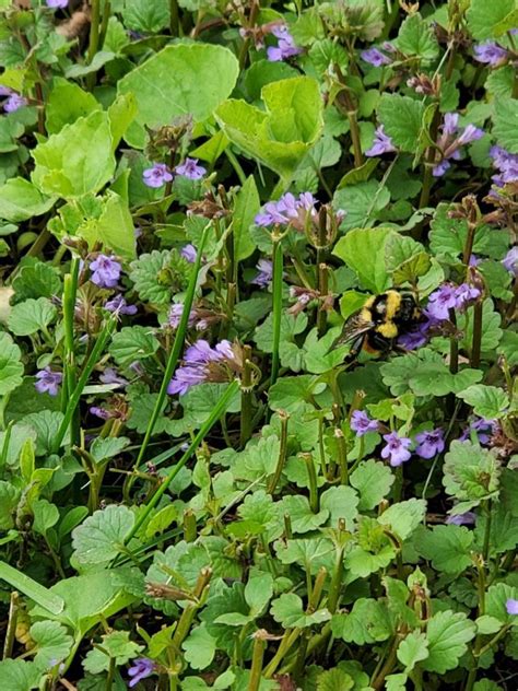 creeping charlie aka ground ivy edible  medicinal theherbal cache