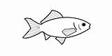 Coloring Goldfish Pages Clipart sketch template