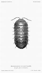 Woodlice sketch template