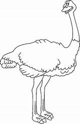 Avestruz Ostrich Animais Pintarcolorir Publicada sketch template