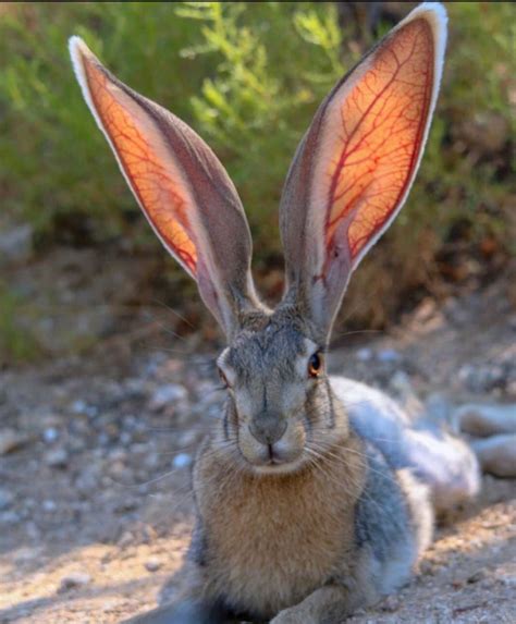 psbattle  rabbit  huge ears rphotoshopbattles