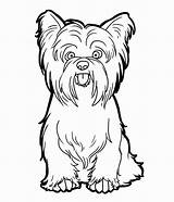 Coloring Yorkie Pages Yorkshire Getdrawings Terrier sketch template