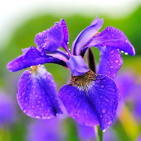 irises   flower garden