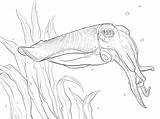 Tintenfisch Sepia Cuttlefish Ausmalbild Seiches Ausmalbilder Gemeiner Ausdrucken Común Supercoloring Kostenlos sketch template