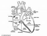 Anatomy Cardiac Bettercoloring sketch template