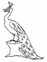 Sketsa Burung Merak Hewan Marimewarnai Peacocks Gambarcoloring Terlengkap Mewarnai Cendrawasih Kumpulan Pembangunan Dermaga sketch template